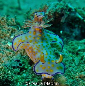 Thought this nudi was rather splendid, unsure as to its n... by Maria Machin 
